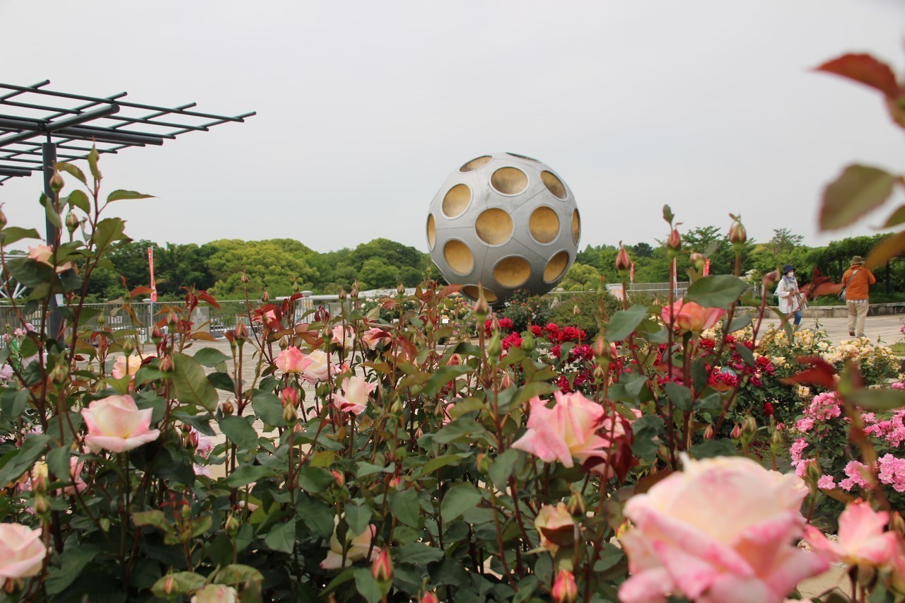 ２０２２年 ５月・万博記念公園のバラ園（吹田市）へ⑤・・・・: ”ＰｅＲｏ”の気ままなブログ