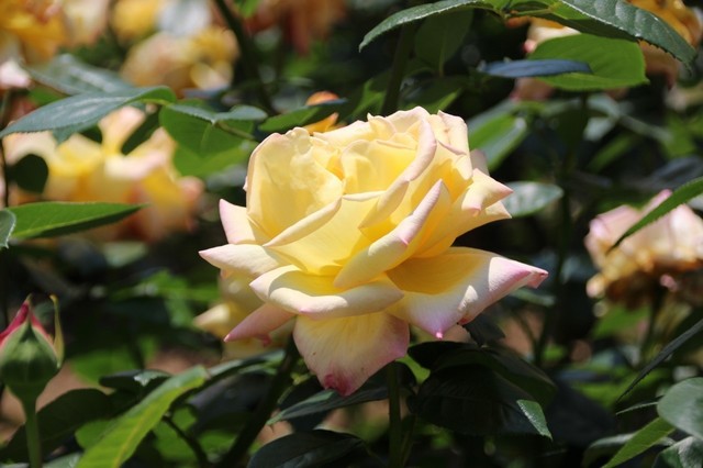 IMG_0313 (1280x853).jpg