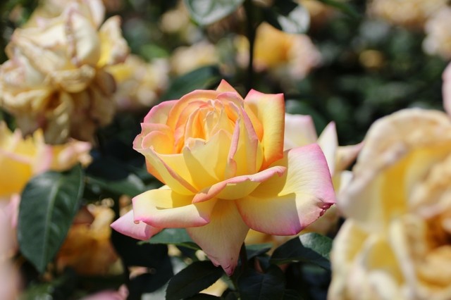 IMG_0325 (1280x853).jpg