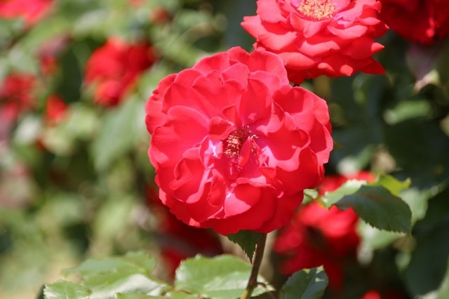 IMG_0348 (1280x853).jpg