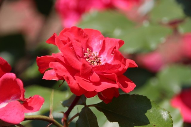 IMG_0347 (1280x853).jpg