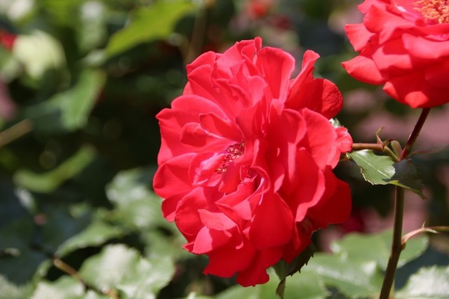 IMG_0346 (1280x853).jpg
