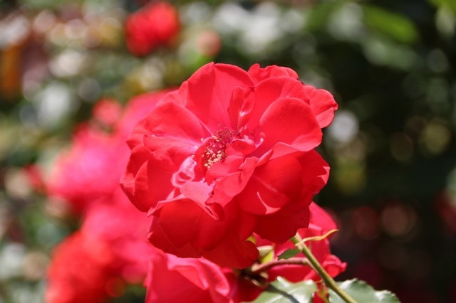 IMG_0351 (1280x853).jpg