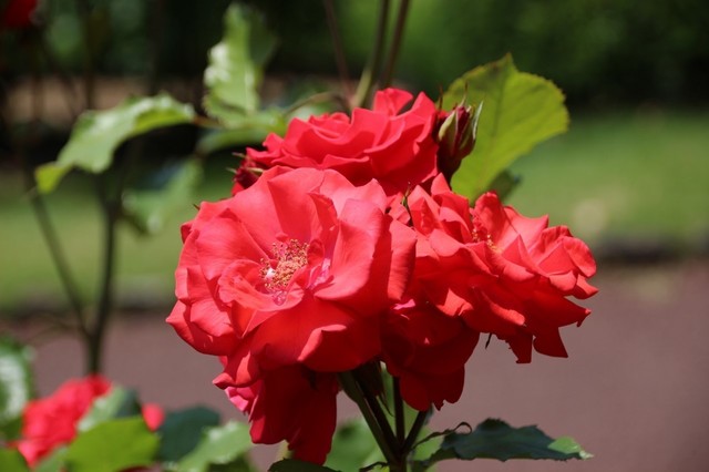 IMG_0345 (1280x853).jpg