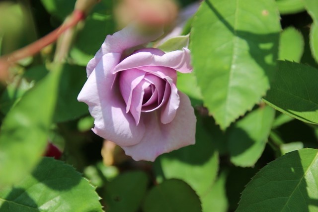 IMG_0365 (1280x853).jpg