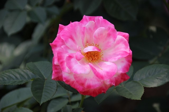 IMG_0380 (1280x853).jpg