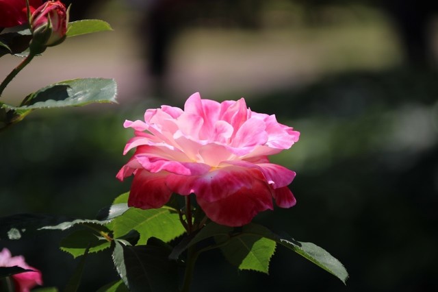 IMG_0375 (1280x853).jpg