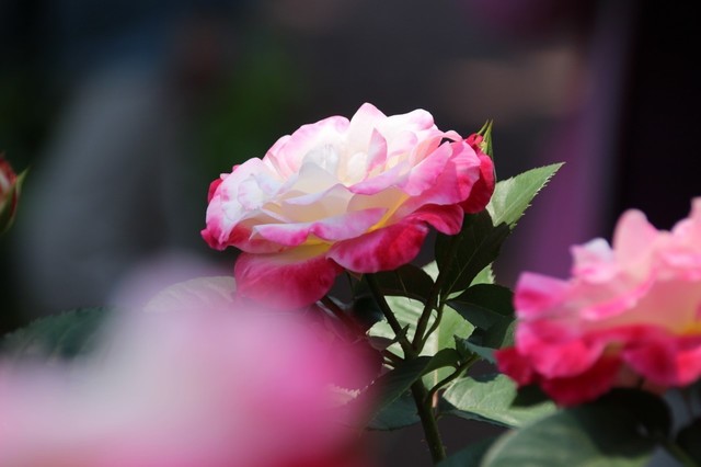 IMG_0384 (1280x853).jpg