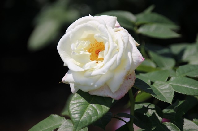 IMG_0394 (1280x853).jpg