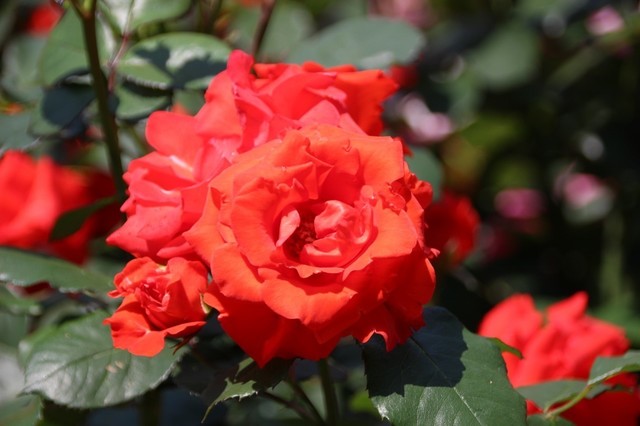 IMG_0438 (1280x853).jpg