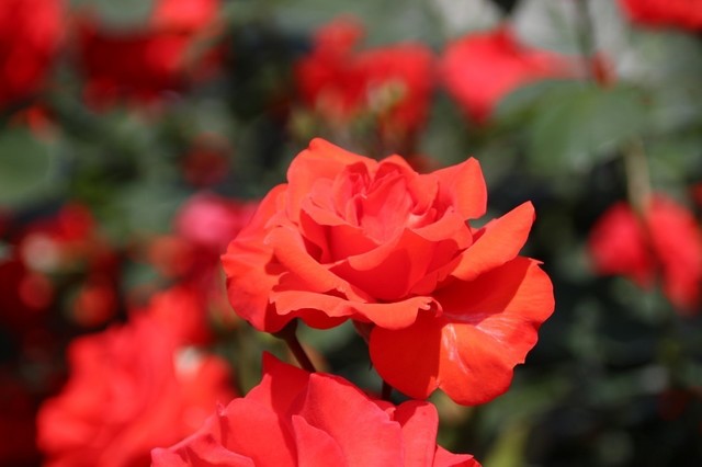 IMG_0444 (1280x853).jpg
