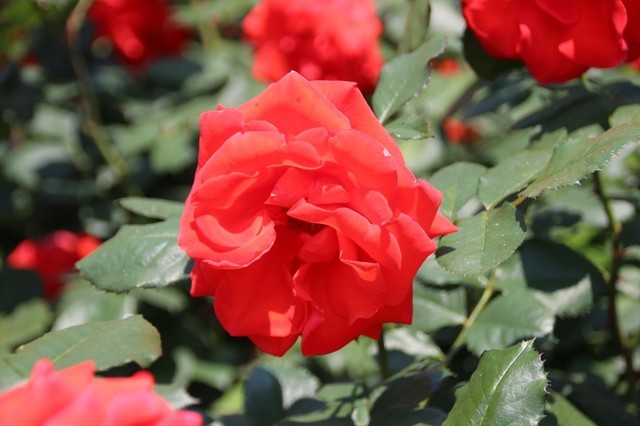 IMG_0445 (1280x853).jpg