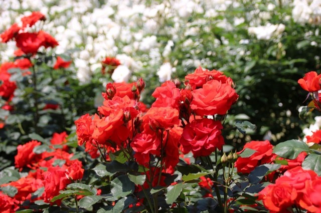 IMG_0442 (1280x853).jpg