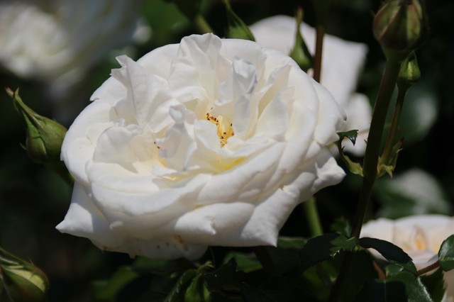 IMG_0432 (1280x853).jpg