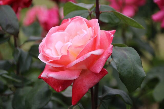 1aP_IMG_7280.jpg