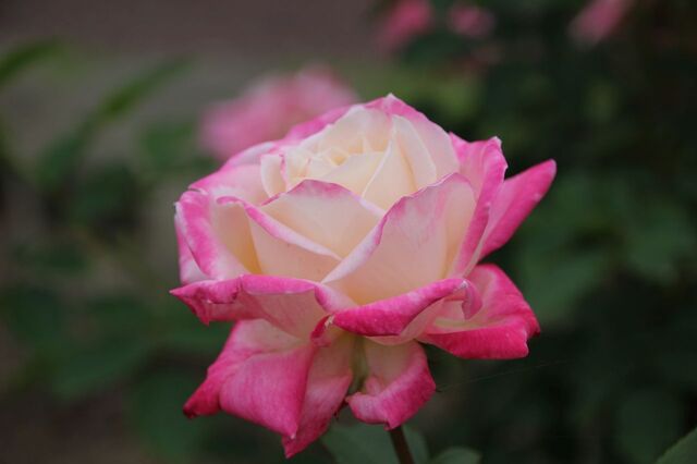 1aP_IMG_7343.jpg