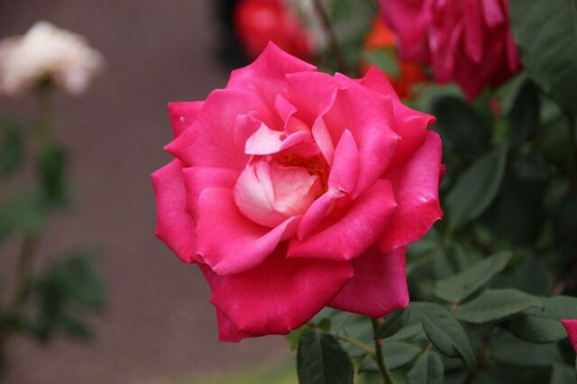 1aP_IMG_7376.jpg