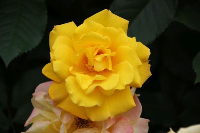 1aP_IMG_7906.jpg