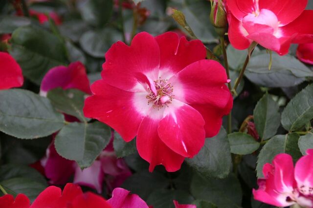 1aP_IMG_7955.jpg