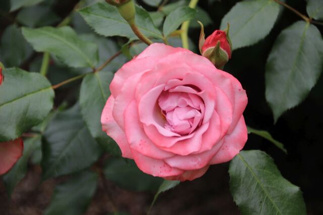 1aP_IMG_8006.jpg