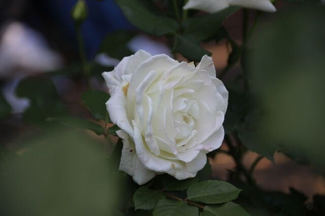 1bP_IMG_0087.jpg
