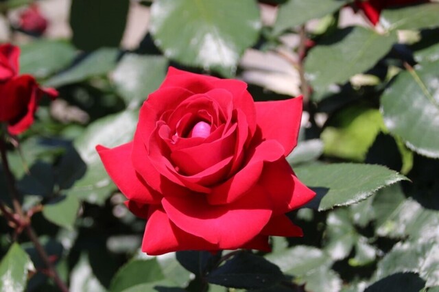 1bP_IMG_0126.jpg