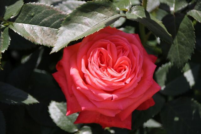 1bP_IMG_0741.jpg