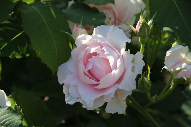 1bP_IMG_2628.jpg
