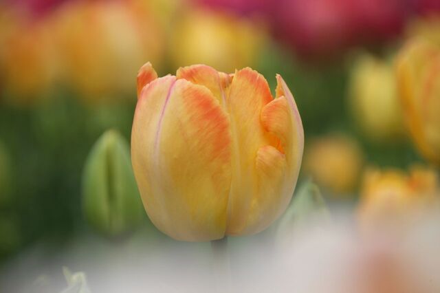 1bP_IMG_6216.jpg