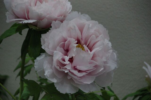 1bP_IMG_7955.jpg