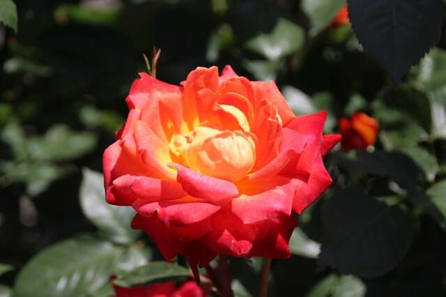 1bP_IMG_9373.jpg