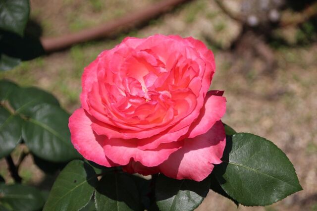 2UP_IMG_1022.jpg