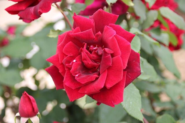 2UP_IMG_7914.jpg