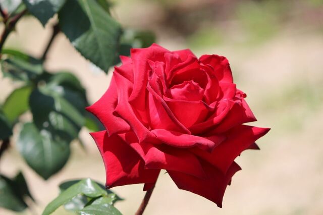 2UP_IMG_8297.jpg