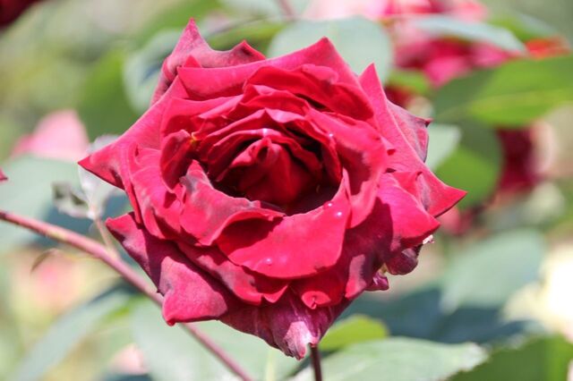 2UP_IMG_9547.jpg