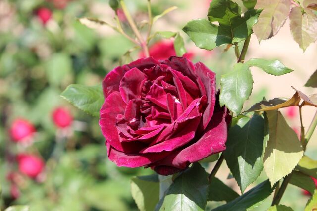 2aP_IMG_3740.jpg