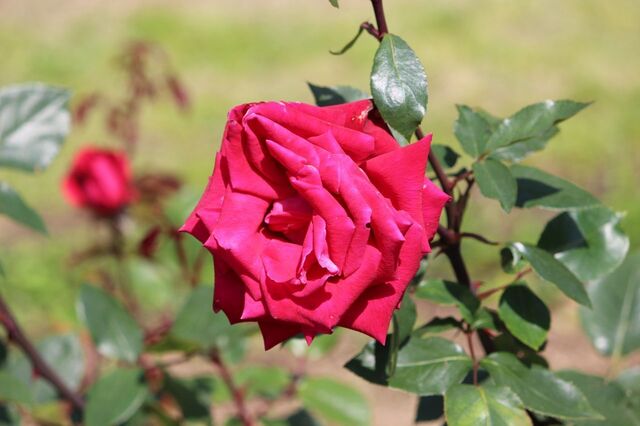 2aP_IMG_4101.jpg
