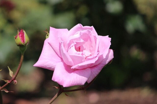 2aP_IMG_4160.jpg
