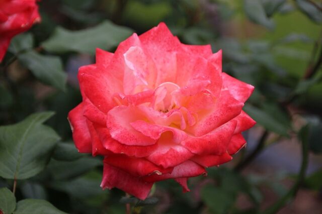 2aP_IMG_7252.jpg
