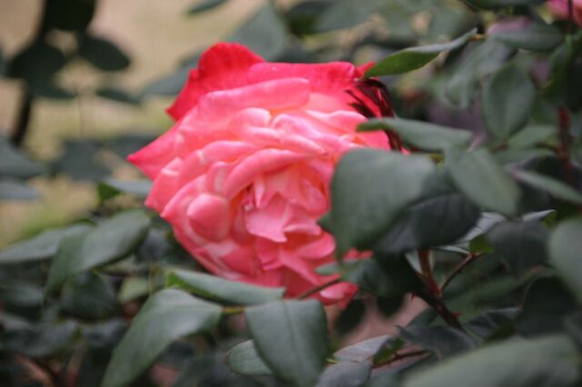 2aP_IMG_7282.jpg