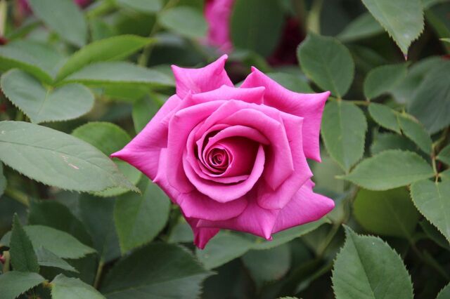 2aP_IMG_7284.jpg