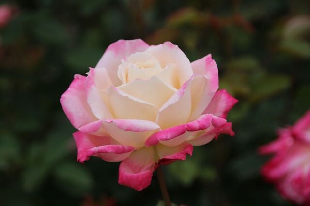 2aP_IMG_7342.jpg