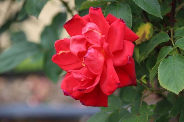2aP_IMG_7350.jpg