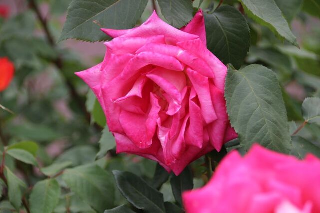 2aP_IMG_7378.jpg