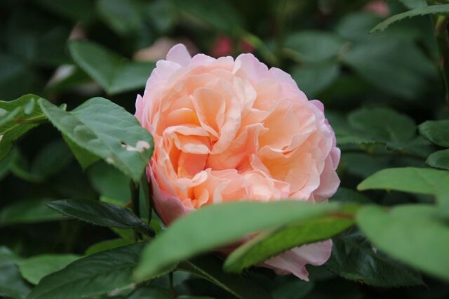 2aP_IMG_7763.jpg