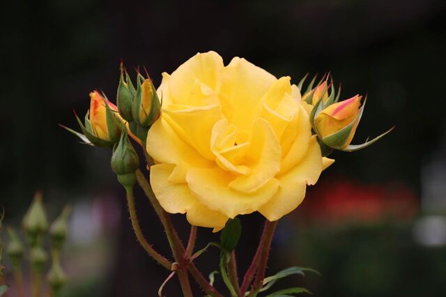2aP_IMG_7908.jpg