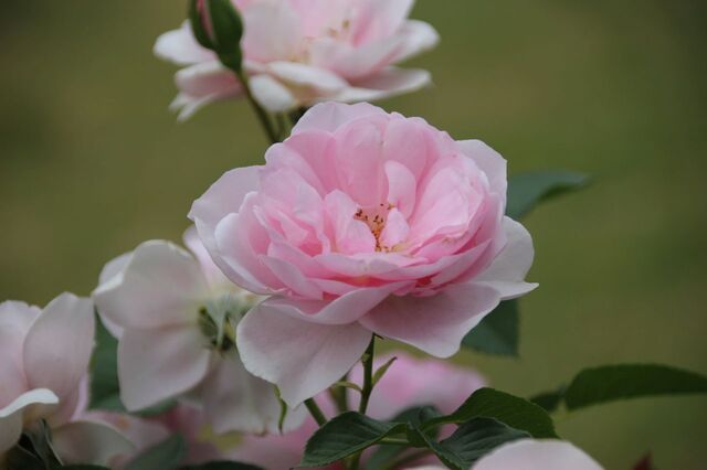 2aP_IMG_7927.jpg
