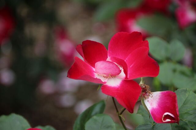 2aP_IMG_7959.jpg