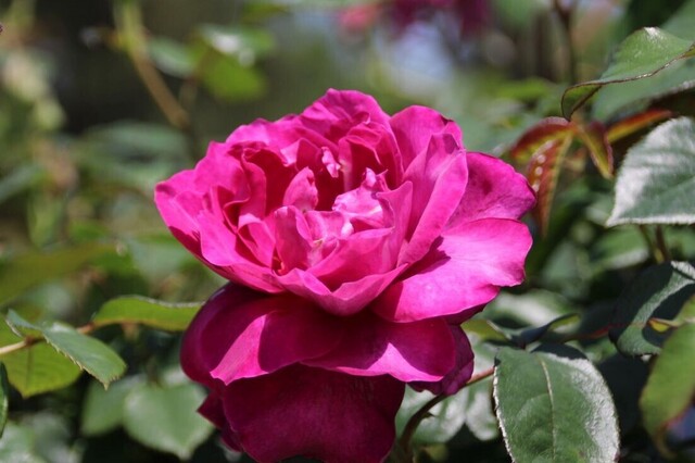 2aP_IMG_8562.jpg