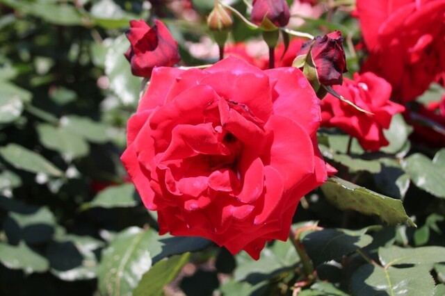 2bP_IMG_0128.jpg